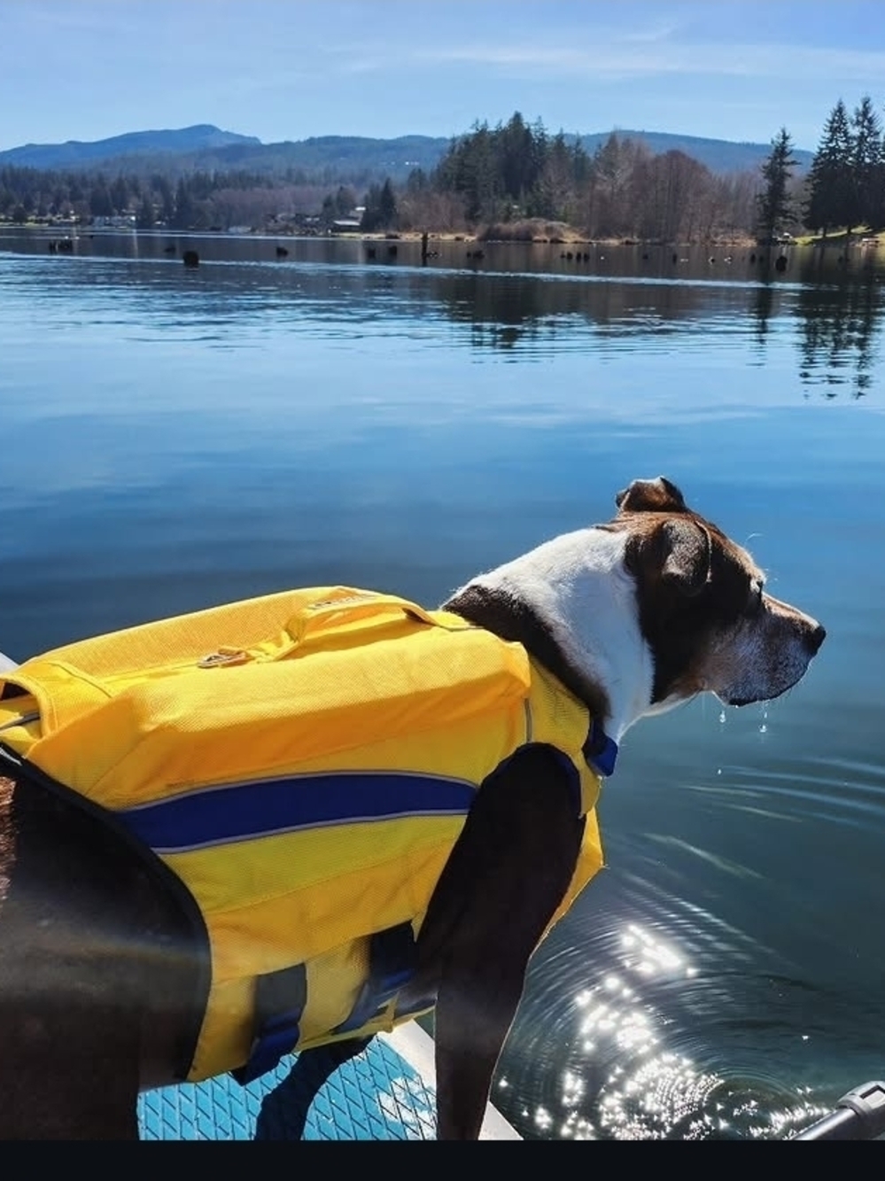 High-Visibility Yellow Dog Life Vest with Secure Straps